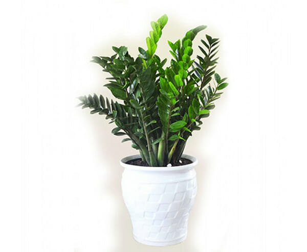 Phong thủy Phòng Khách