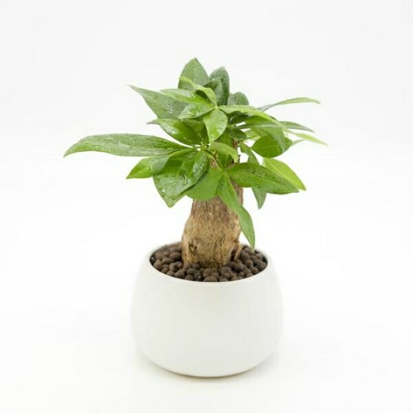 cây cảnh phong thủy phòng khách