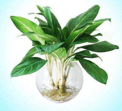 cây cảnh phong thủy phòng khách