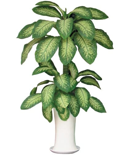 cây cảnh phong thủy phòng khách