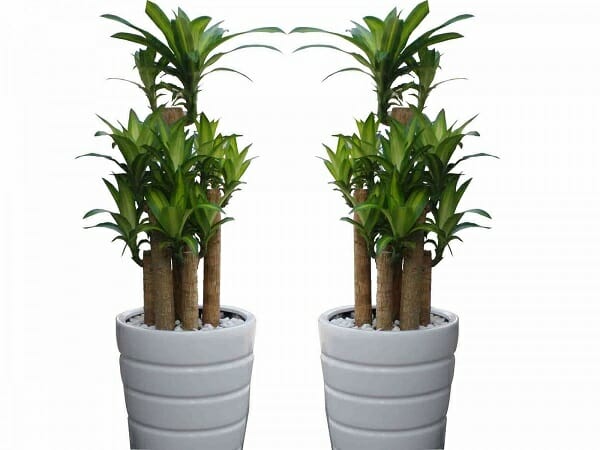 cây cảnh phong thủy phòng khách