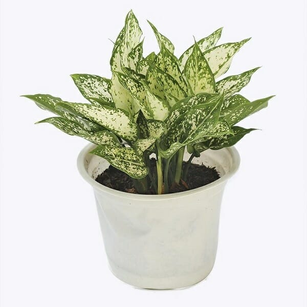 cây cảnh phong thủy phòng khách