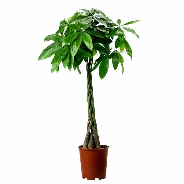 cây cảnh phong thủy phòng khách