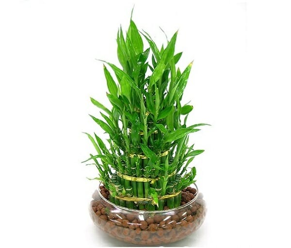 cây cảnh phong thủy phòng khách