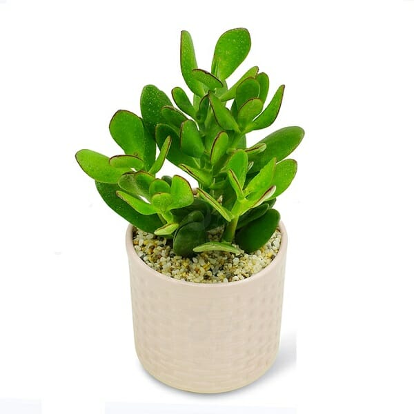 cây cảnh phong thủy phòng khách