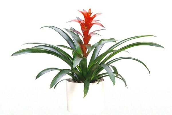 cây cảnh phong thủy phòng khách