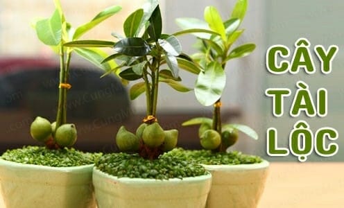 cây cảnh phong thủy phòng khách