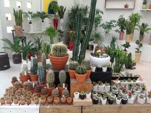 cay xuong rong trong phong thuy3