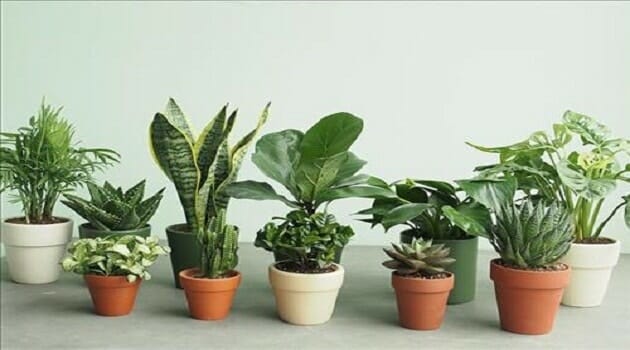 Phong thủy hướng nhà tuổi Sửu