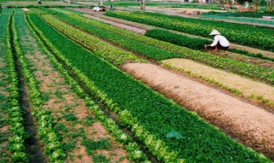 đất nông nghiệp