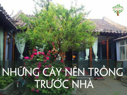 Trước cửa nhà nên trồng cây gì