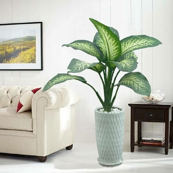 Trước cửa nhà nên trồng cây gì