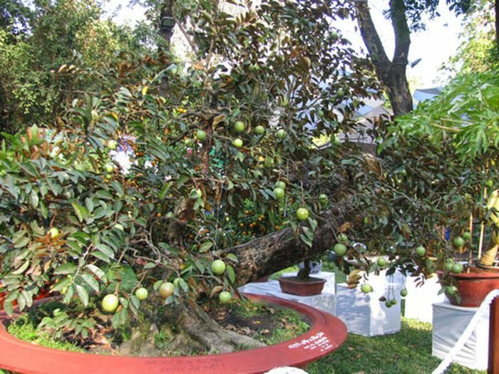 Trước cửa nhà nên trồng cây gì