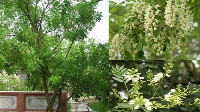 Trước cửa nhà nên trồng cây gì