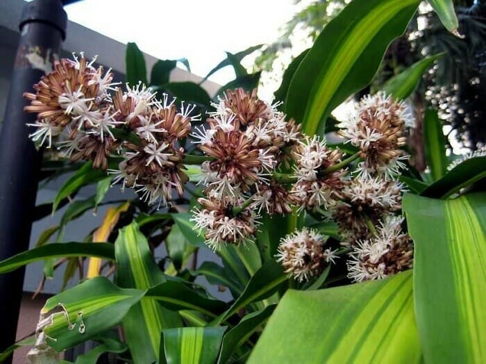 Trước cửa nhà nên trồng cây gì