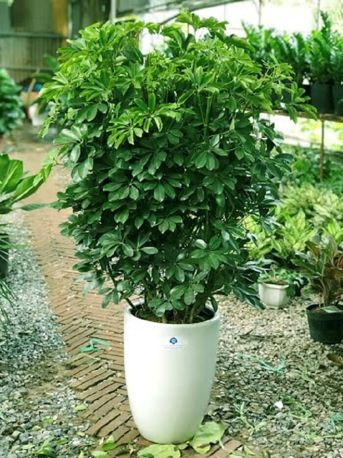 Trước cửa nhà nên trồng cây gì