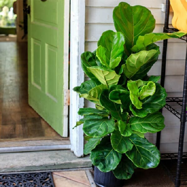 Cây Bàng Singapore