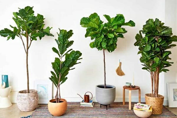 Cây Bàng Singapore