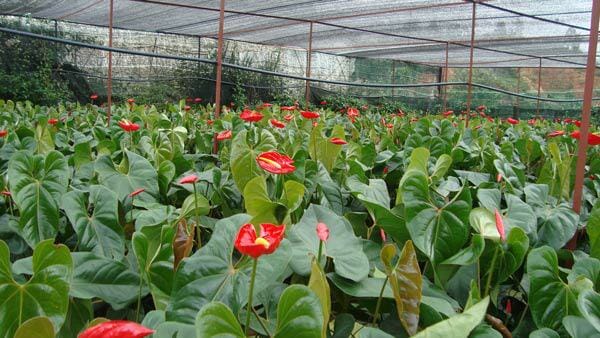 Cây hồng Môn