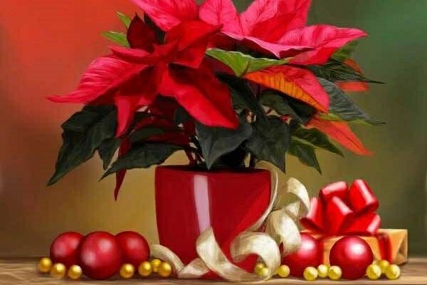 Cây hoa Trạng Nguyên