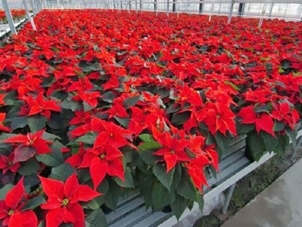 Cây hoa Trạng Nguyên