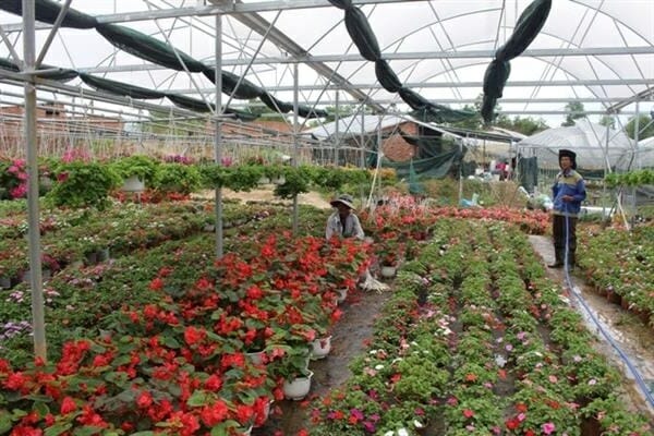 Cây hoa Trạng Nguyên