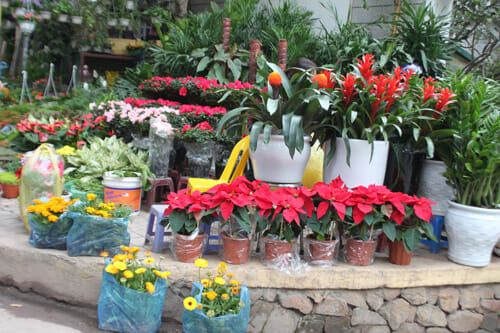 Cây hoa Trạng Nguyên