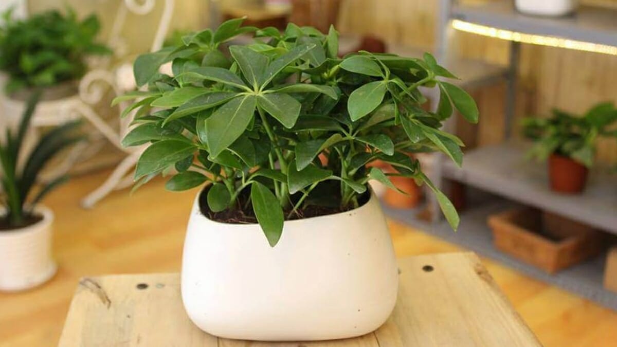 Cây Ngũ Gia Bì cây gì