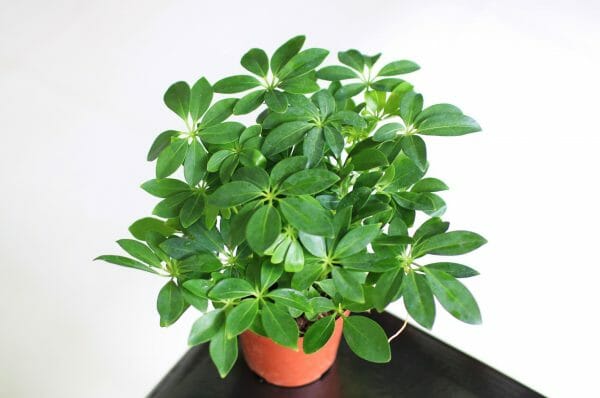 Cây Ngũ Gia Bì cây gì