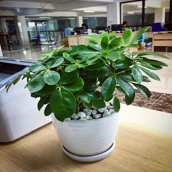 Cây Ngũ Gia Bì cây gì