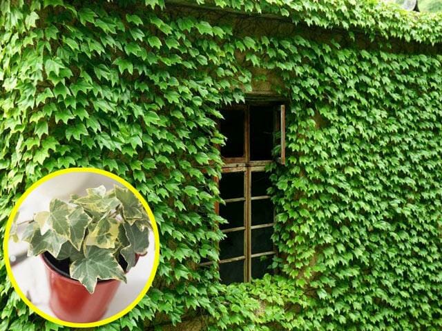 Cây thường xuân