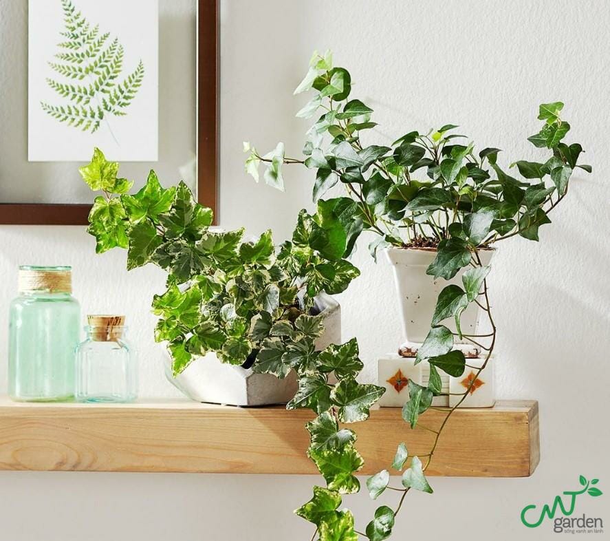 Cây thường xuân