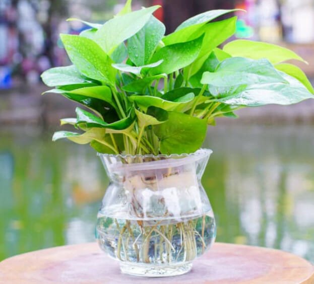 Cây Vạn Niên Thanh