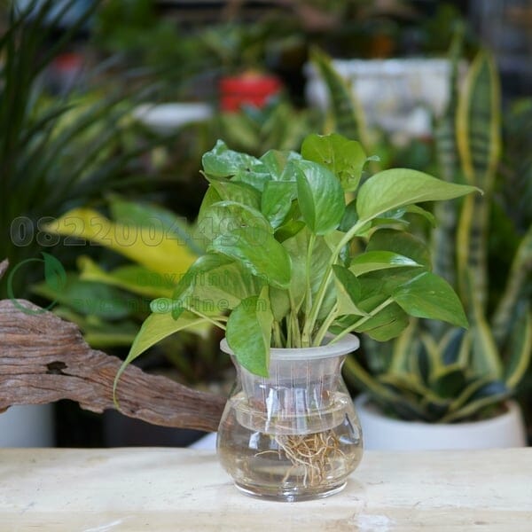 Cây Vạn Niên Thanh