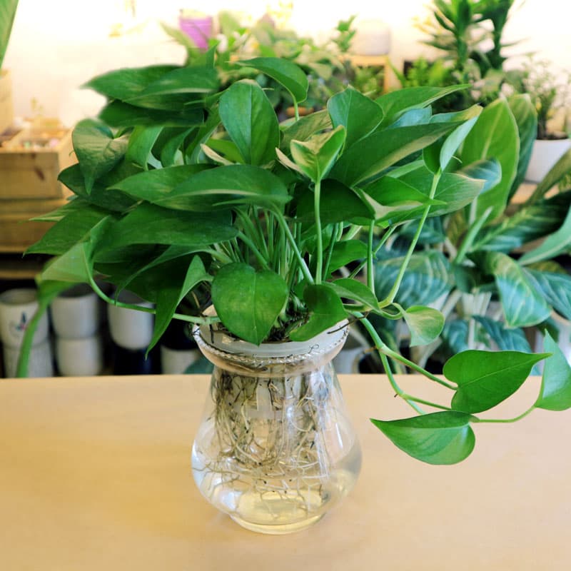 Cây Vạn Niên Thanh