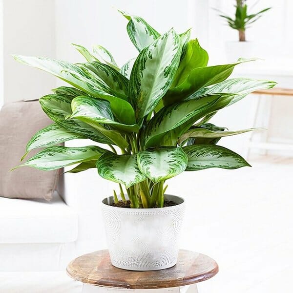 cây bạch mã hoàng tử