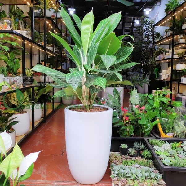 cây bạch mã hoàng tử