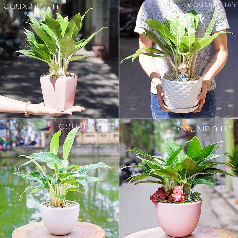 cây bạch mã hoàng tử